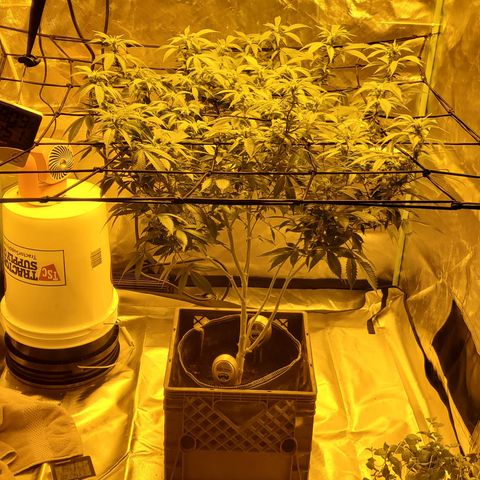 Grape Ape Photo growlog timeline photo