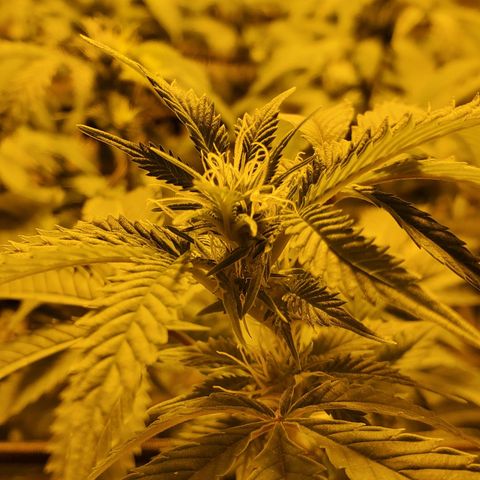 Grape Ape Photo growlog timeline photo