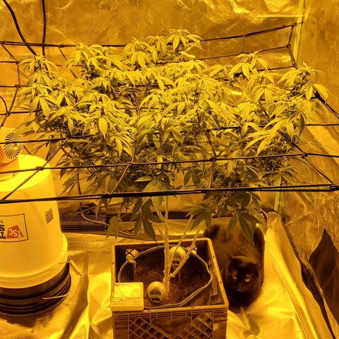 Grape Ape Photo growlog timeline photo