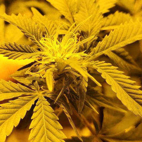 Grape Ape Photo growlog timeline photo