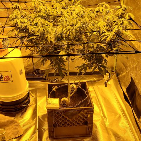 Grape Ape Photo growlog timeline photo