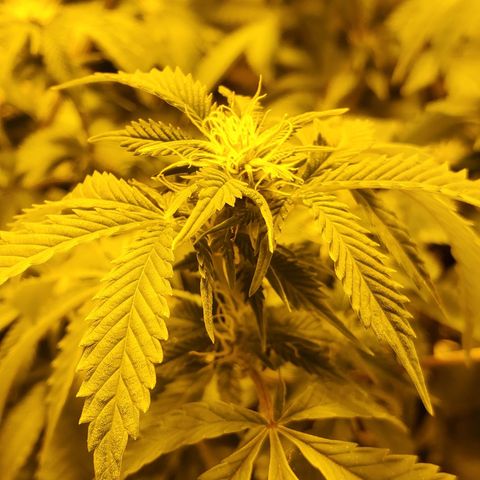 Grape Ape Photo growlog timeline photo
