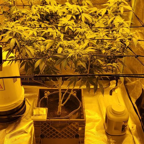 Grape Ape Photo growlog timeline photo