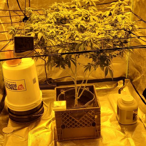 Grape Ape Photo growlog timeline photo