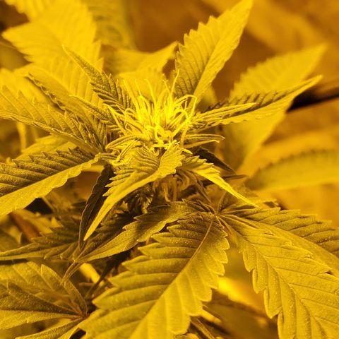 Grape Ape Photo growlog timeline photo