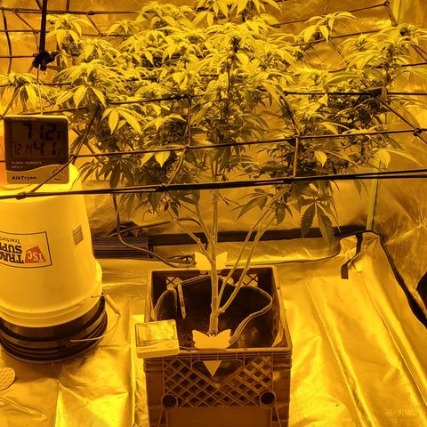 Grape Ape Photo growlog timeline photo