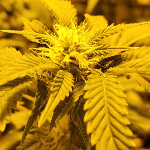 Grape Ape Photo growlog timeline photo