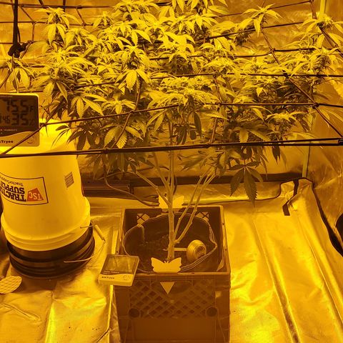 Grape Ape Photo growlog timeline photo