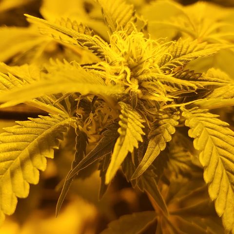 Grape Ape Photo growlog timeline photo