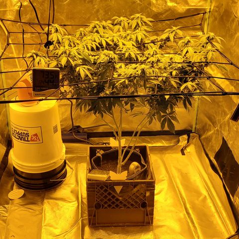 Grape Ape Photo growlog timeline photo