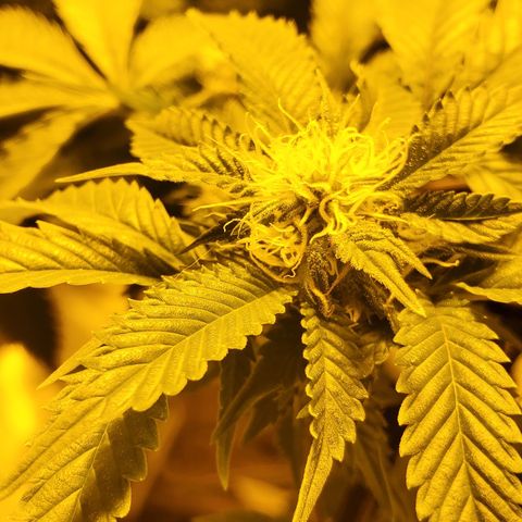 Grape Ape Photo growlog timeline photo