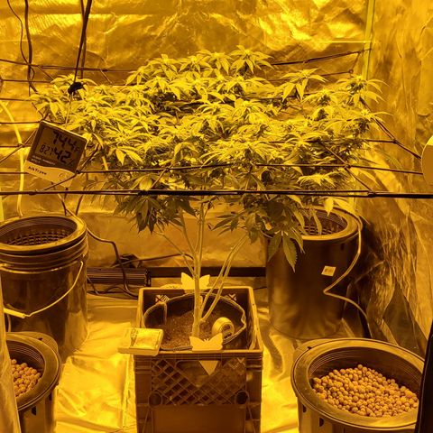 Grape Ape Photo growlog timeline photo