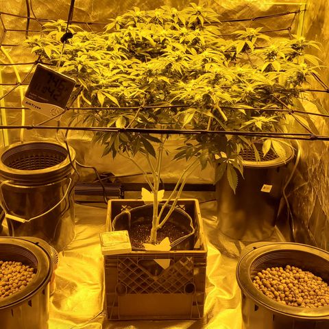 Grape Ape Photo growlog timeline photo