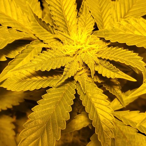 Grape Ape Photo growlog timeline photo