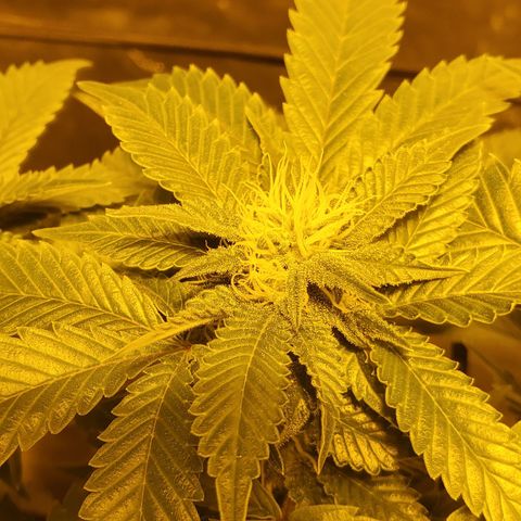 Grape Ape Photo growlog timeline photo