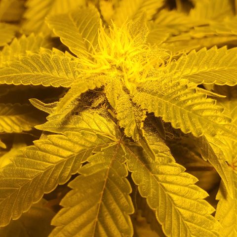 Grape Ape Photo growlog timeline photo