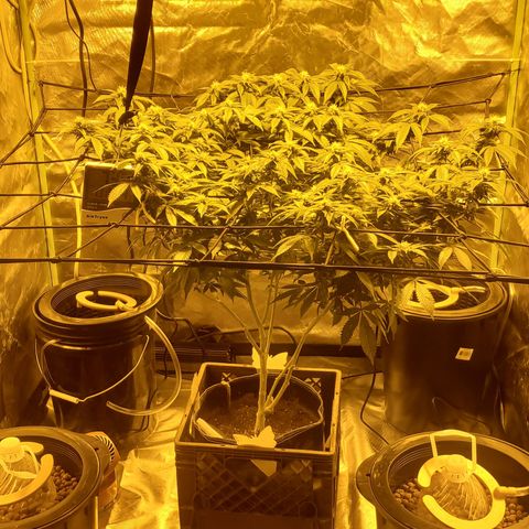 Grape Ape Photo growlog timeline photo