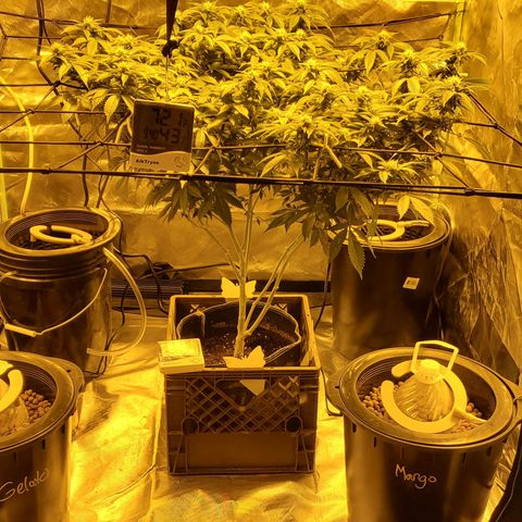 Grape Ape Photo growlog timeline photo