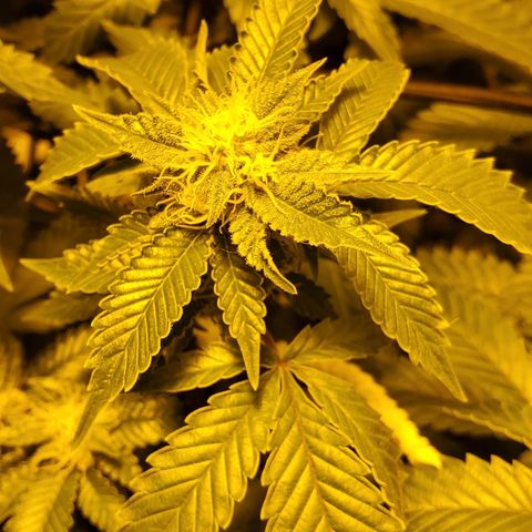 Grape Ape Photo growlog timeline photo