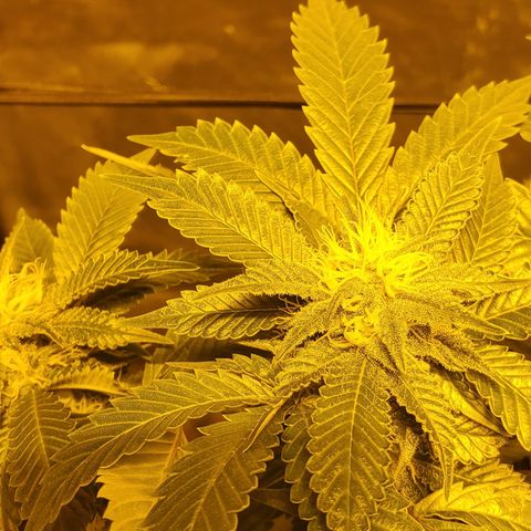 Grape Ape Photo growlog timeline photo