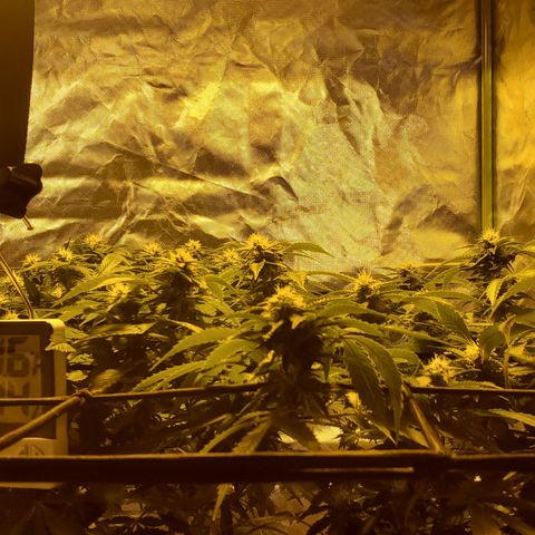Grape Ape Photo growlog timeline photo