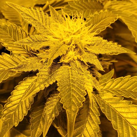 Grape Ape Photo growlog timeline photo
