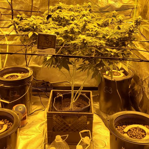Grape Ape Photo growlog timeline photo