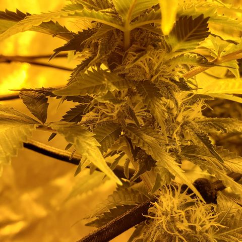Grape Ape Photo growlog timeline photo