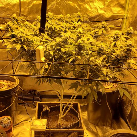 Grape Ape Photo growlog timeline photo