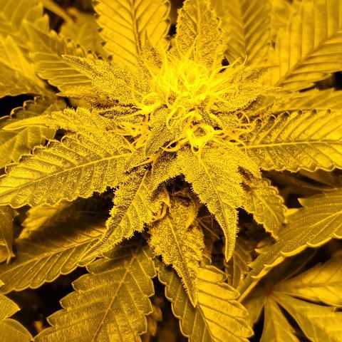 Grape Ape Photo growlog timeline photo