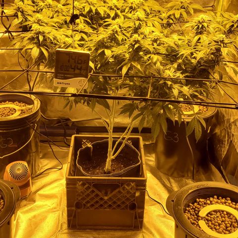 Grape Ape Photo growlog timeline photo