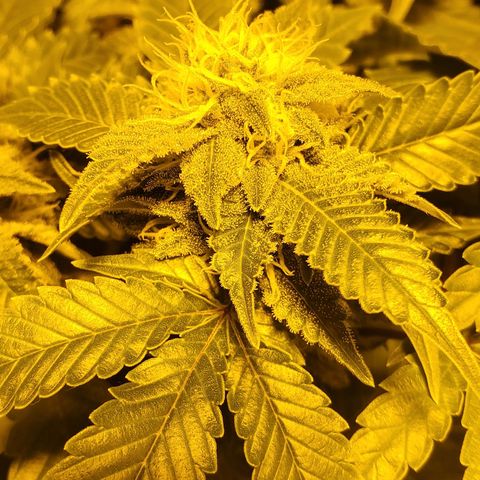 Grape Ape Photo growlog timeline photo