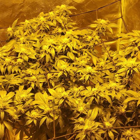 Grape Ape Photo growlog timeline photo
