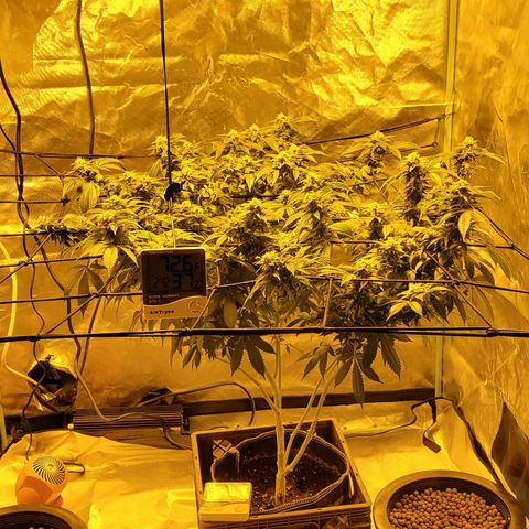 Grape Ape Photo growlog timeline photo