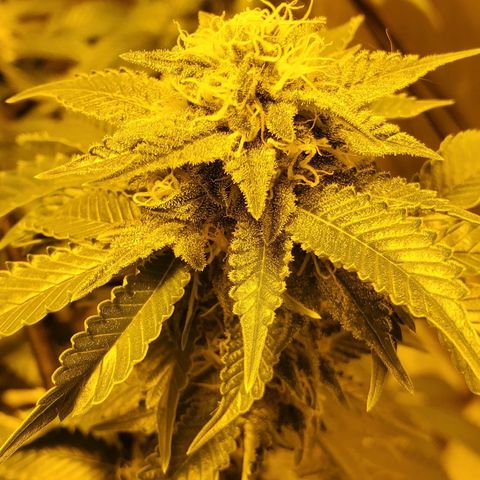Grape Ape Photo growlog timeline photo