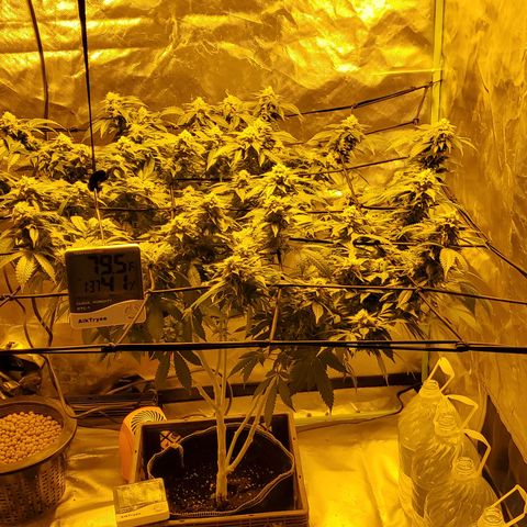 Grape Ape Photo growlog timeline photo