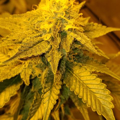 Grape Ape Photo growlog timeline photo
