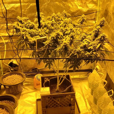 Grape Ape Photo growlog timeline photo