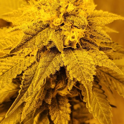 Grape Ape Photo growlog timeline photo