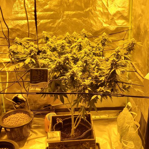 Grape Ape Photo growlog timeline photo