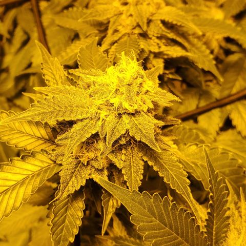 Grape Ape Photo growlog timeline photo