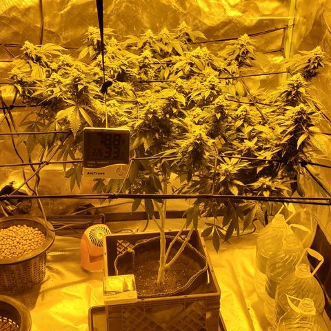 Grape Ape Photo growlog timeline photo