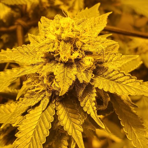 Grape Ape Photo growlog timeline photo