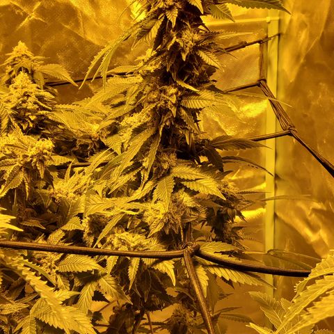 Grape Ape Photo growlog timeline photo