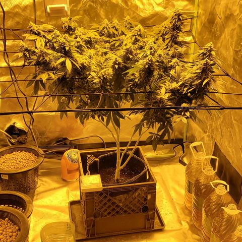 Grape Ape Photo growlog timeline photo
