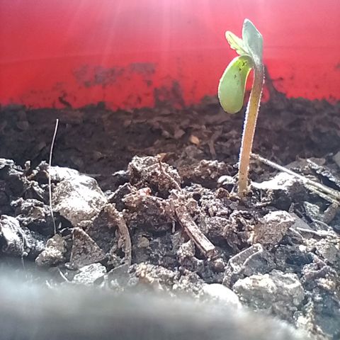 Luna growlog timeline photo