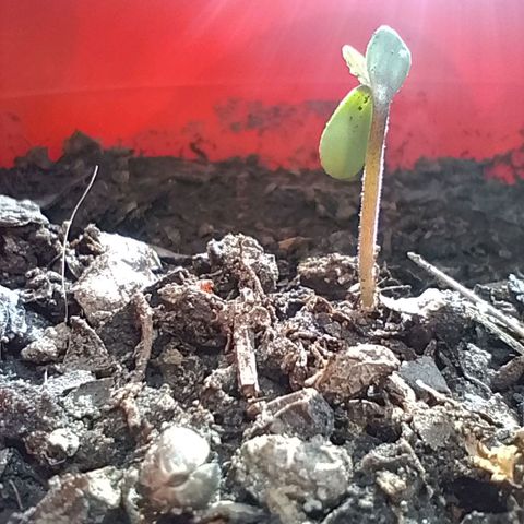 Luna growlog timeline photo