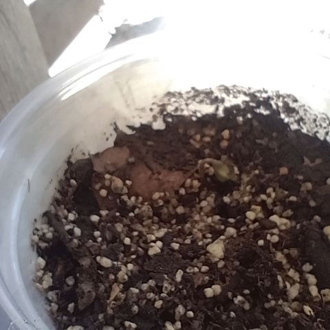 Pucho growlog timeline photo