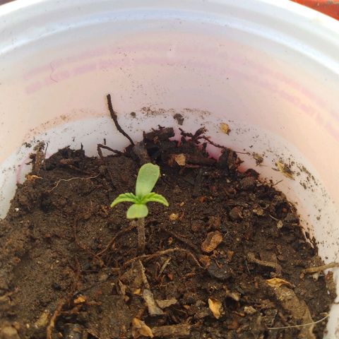 Juanxiz growlog timeline photo