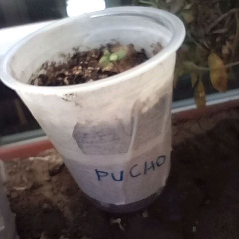 Pucho growlog timeline photo